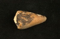 藏品(晚霞芋螺)的圖片